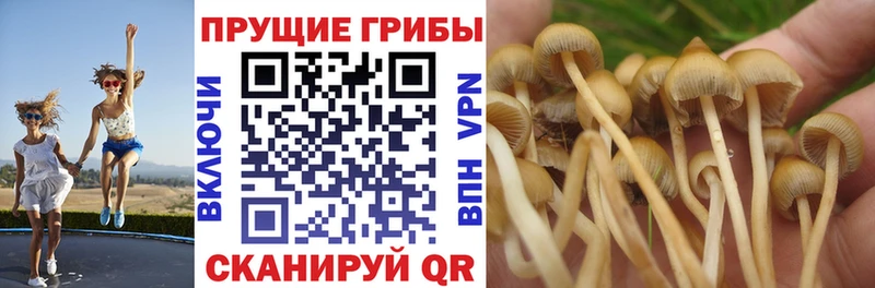 цены наркотик Пестово kraken зеркало Псилоцибиновые грибы Psilocybe